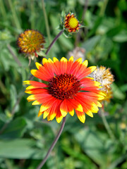 Ornamental plant with beautiful yellow and red inflorescences called Gailardia Oścista, grown in the park in the city of Ostrołęka in the Masovian Voivodeship in Poland.