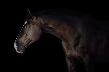 Fototapeta na wymiar Portrait black horse black background
