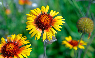 Obraz premium Ornamental plant with beautiful yellow and red inflorescences called Gailardia Oścista, grown in the park in the city of Ostrołęka in the Masovian Voivodeship in Poland.