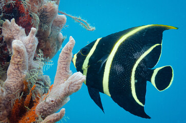 juvenile French angelfish swimming near rope sponges