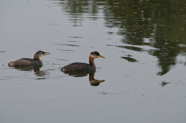 A Red Necked Grebe and Young
