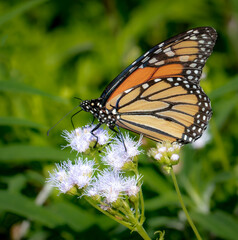 monarch butterfly
