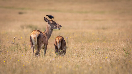 deer in the field