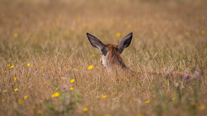 young deer in the meadow