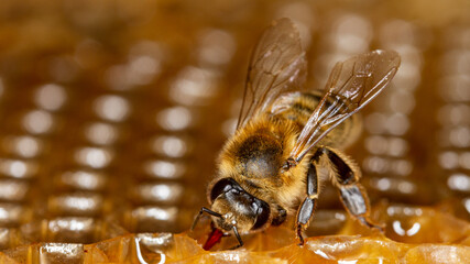 Honey bee in a hive on a frame with honeycomb and honey. Uncapped cells after honey extraction on...