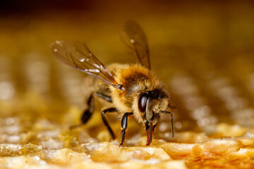Honey bee in a hive on a frame with honeycomb and honey. Uncapped cells after honey extraction on the background.
