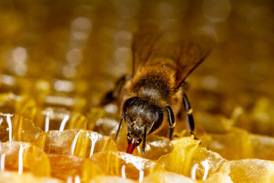 Honey bee in a hive on a frame with honeycomb and honey. Uncapped cells after honey extraction on the background.