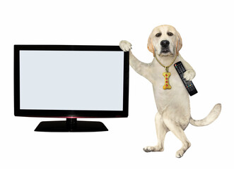 A dog labrador with a tv remote control is standing near the television set with a blank screen. White background. Isolated.
