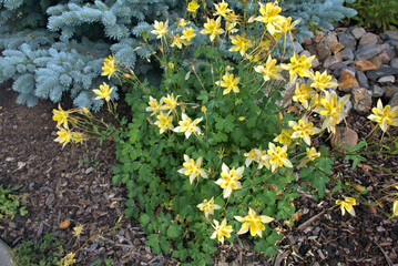 Wild flowers of Colorado higher climates