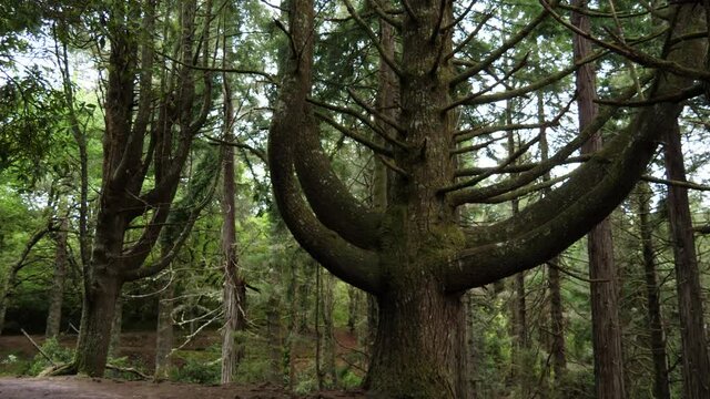 Unique tree seen in the forest (Madeira island, Portugal, Europe)