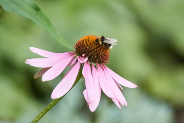 bee on flower