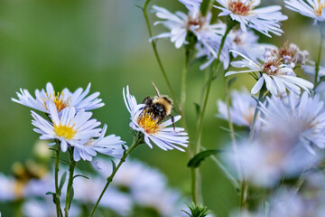 bee on flower