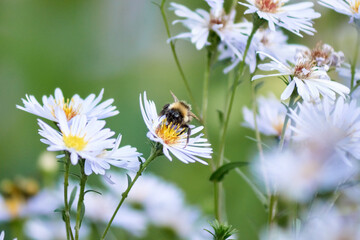 bee on flower