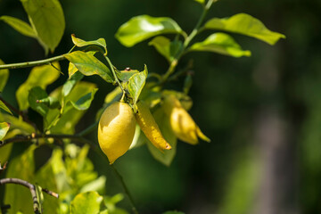 A single yellow ripe lemon hangs from a branch of a tree against a blurred background 