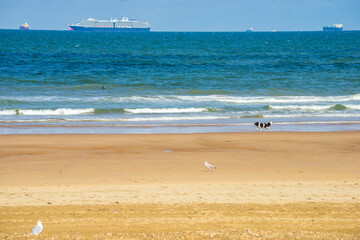 A dog, seagulls, cruiser and tankers, view from the Scheveningen beach