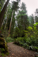 Towering redwood trees in Redwood National Park