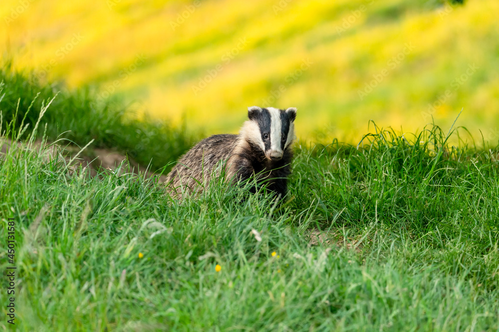 Wall mural badger leaving the badger sett in mid summer when the nights are still light with a field of yellow 