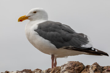 seagull on a rock