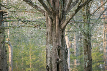 Old cedar tree closeup