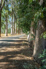 Marmaris road covered by trees