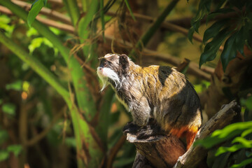 Emperor Tamarin, saguinus imperator among the vegetation of a tropical jungle