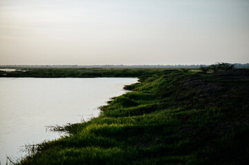 Landscape with swamp for agriculture background