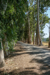 Marmaris road covered by trees