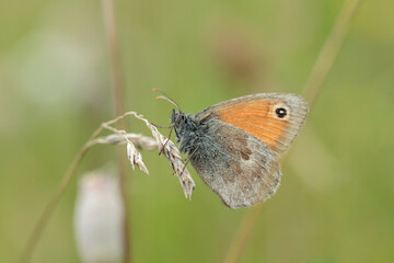Small heath butterfly (Coenonympha pamphilus) rests on a dry blade of grass.