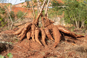 typical Brazilian cassava root plantation