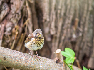 A fieldfare chick, Turdus pilaris, has left the nest and is sitting on a branch. A chick of...