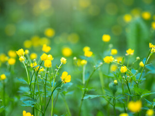 Fototapeta na wymiar Yellow flowers of buttercup mountain Ranunculus montanus.