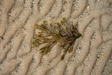 algue sur le sable, matière première, bio carburant