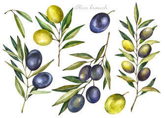 Olive branch on white background. Watercolor illustration. Botanical set.