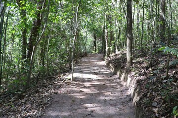path in the woods