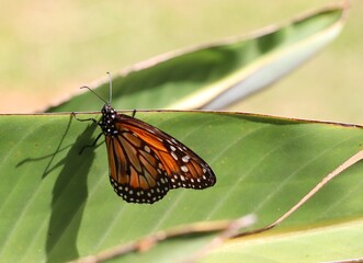 butterfly on leaf