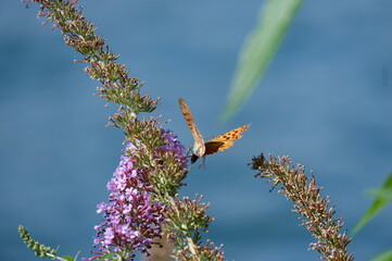 butterfly on a flower