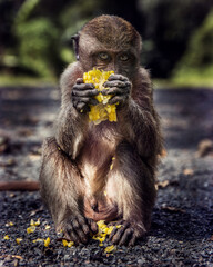 portrait of a monkey eating corn