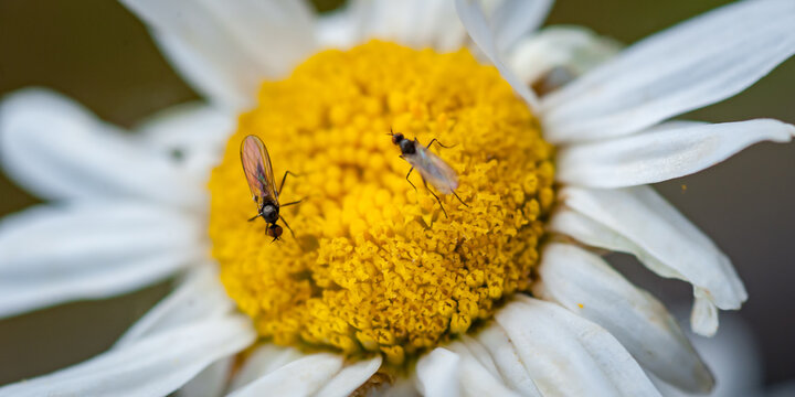 Macro close-up detail view of sciarid fly on wild flower