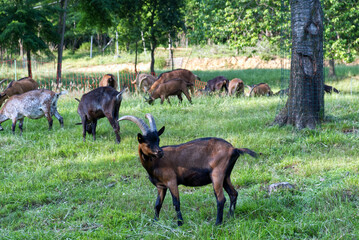 Naklejka na ściany i meble a flock of chamois goats from the Alps eat in a meadow