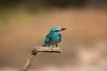 Carraca Europea  Posada