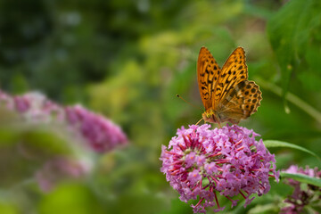 orange butterfly on butterfly bushes (Buddleja davidii)