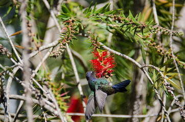 hummingbird in a flower