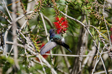 hummingbird in a flower
