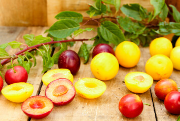 Wildpflaumen Kirschpflaume Pflaume Wild Mirabelle Mirabellen