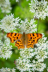 Ein Schmetterling namens C-Falter