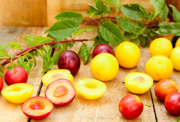 verschiedene wilde Pflaumen Wildfrüchte sammeln ernte gelb rot Wildpflaumen 