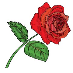 Cute bouquet of flowers from roses. Vector illustration