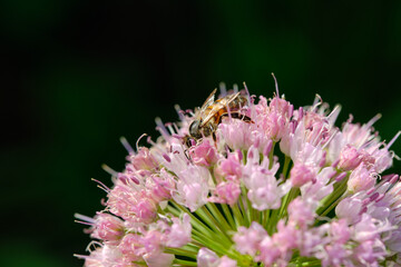 Állium angulosum. Decorative bow. Bloom. A bee is sitting on the flowers. Macro.