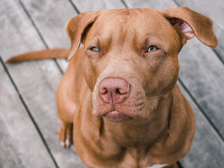 Lovable, pretty puppy of chocolate color. Close-up, outdoor. Day light. Animals and fashion. Concept of care, education, obedience training, raising pets