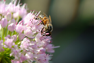 Állium angulosum. Decorative bow. Bloom. A bee is sitting on the flowers. Macro.